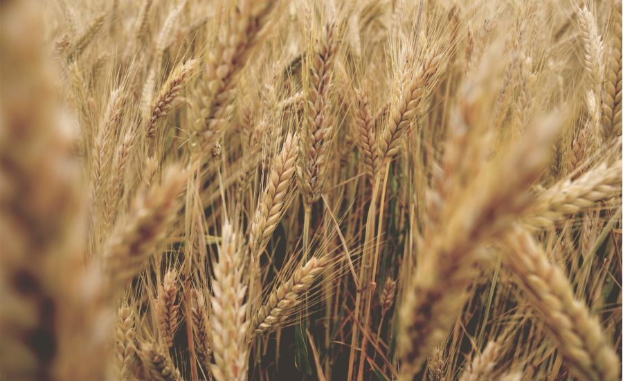 Quanto conta l’Umiltà a lavoro?